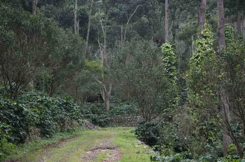 Moments From Our Farm — PKC Kudiraipanjan Estate