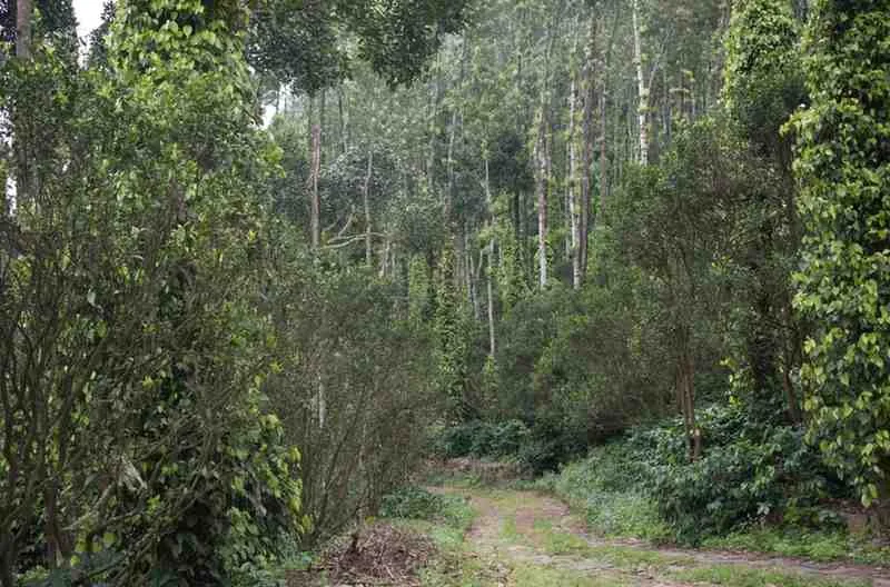 Moments From Our Farm — PKC Kudiraipanjan Estate
