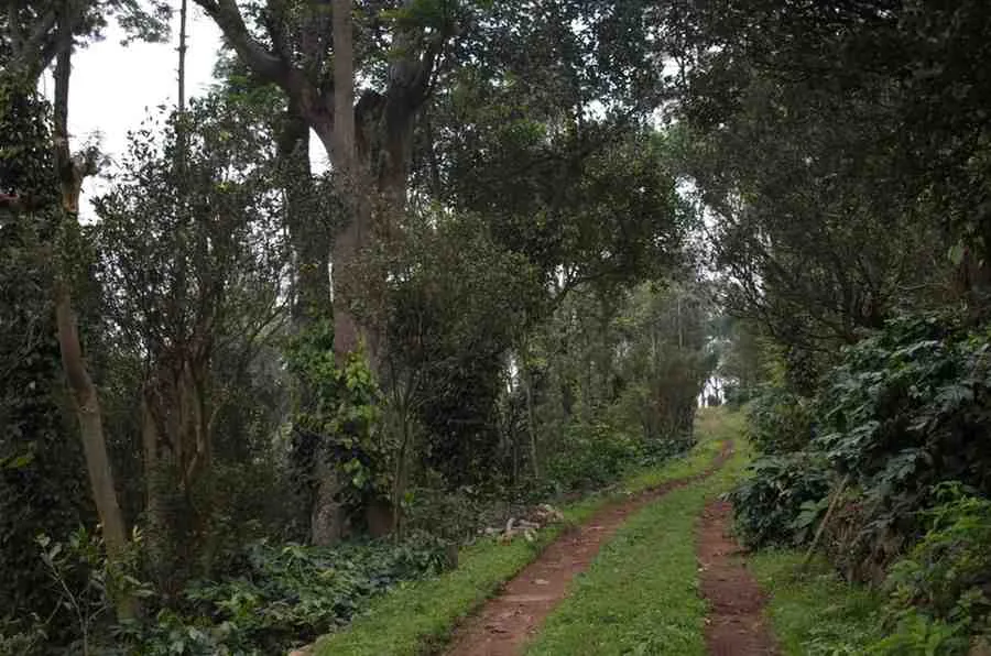 Moments From Our Farm — PKC Kudiraipanjan Estate