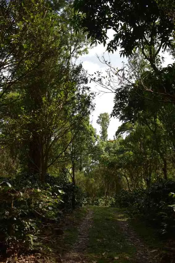 Moments From Our Farm — PKC Kudiraipanjan Estate