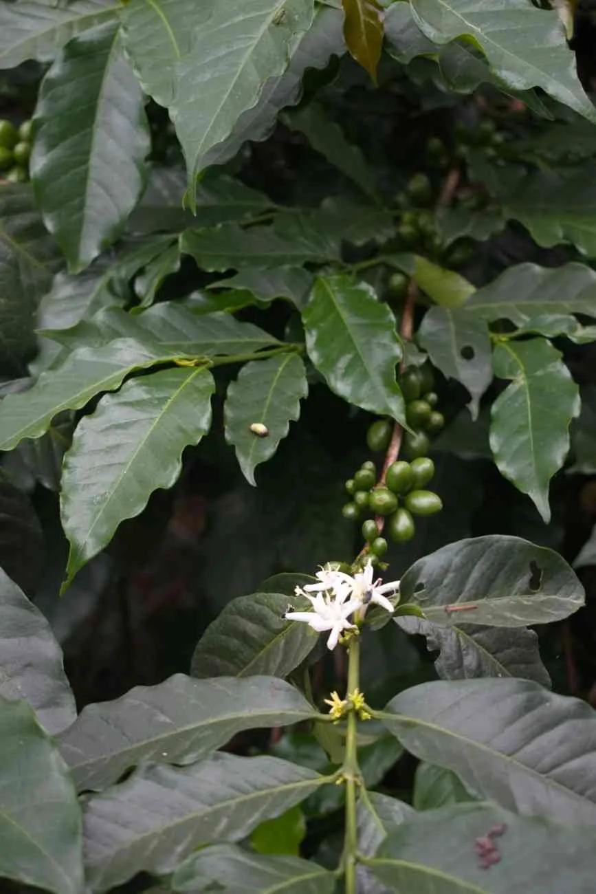 Moments From Our Farm — PKC Kudiraipanjan Estate