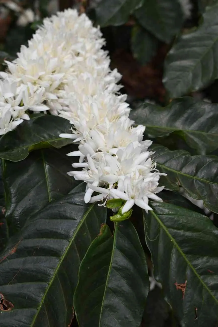 Moments From Our Farm — PKC Kudiraipanjan Estate