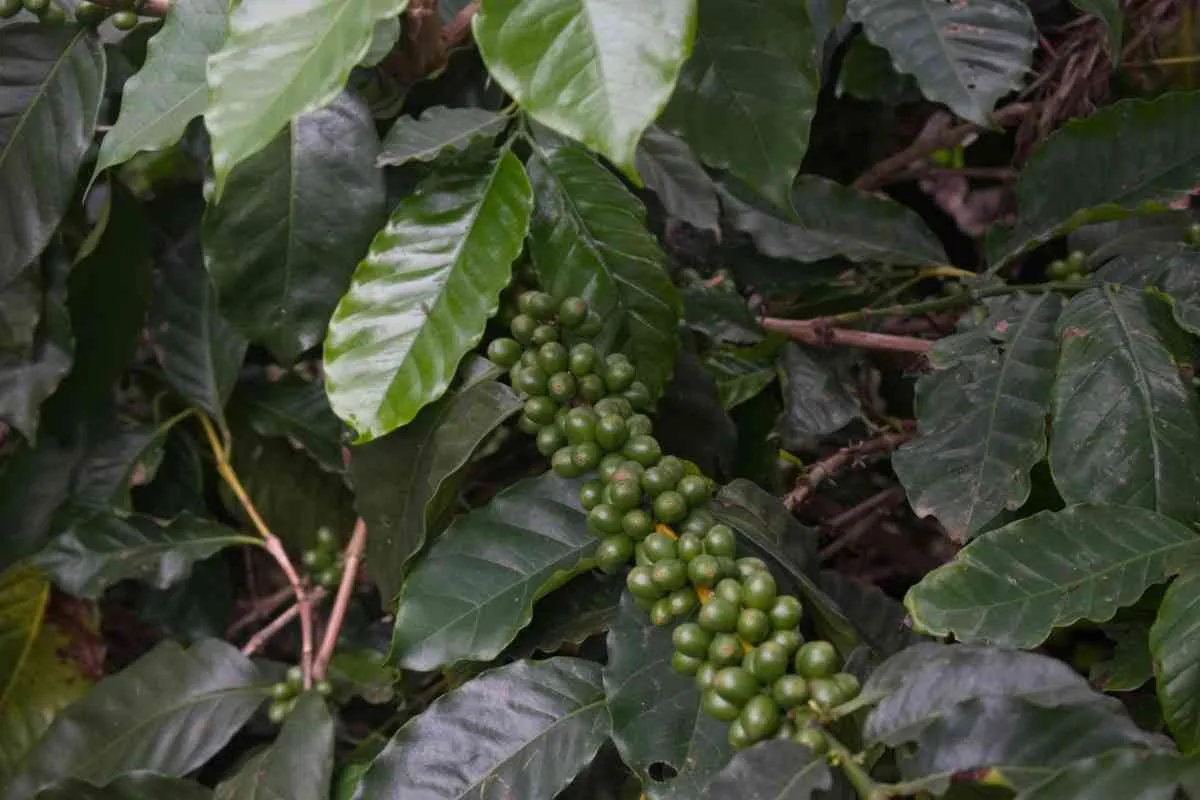 Moments From Our Farm — PKC Kudiraipanjan Estate
