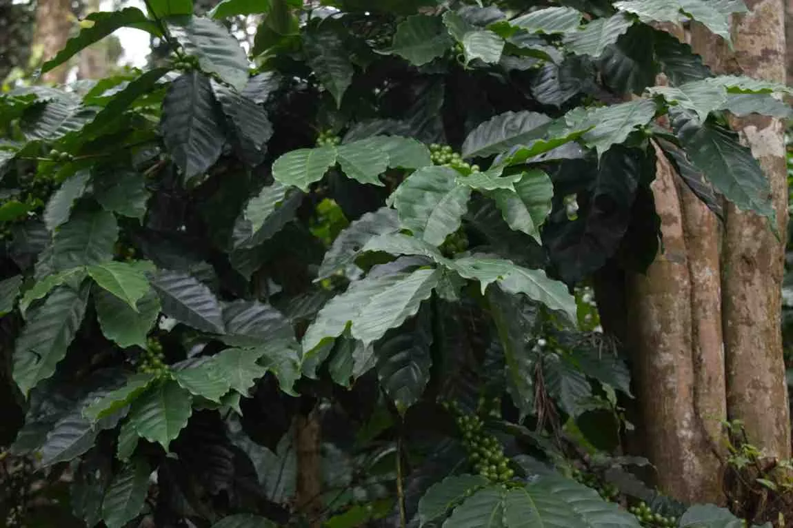 Moments From Our Farm — PKC Kudiraipanjan Estate