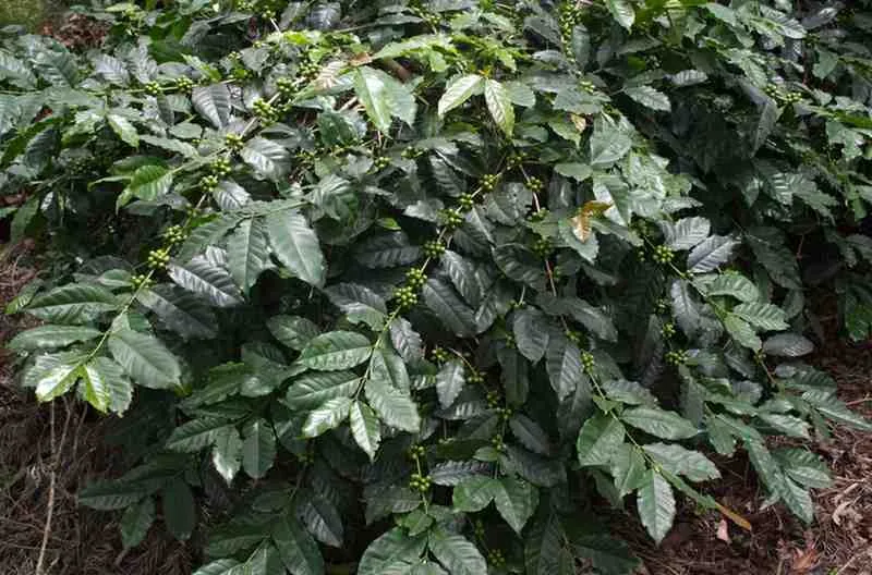 Moments From Our Farm — PKC Kudiraipanjan Estate