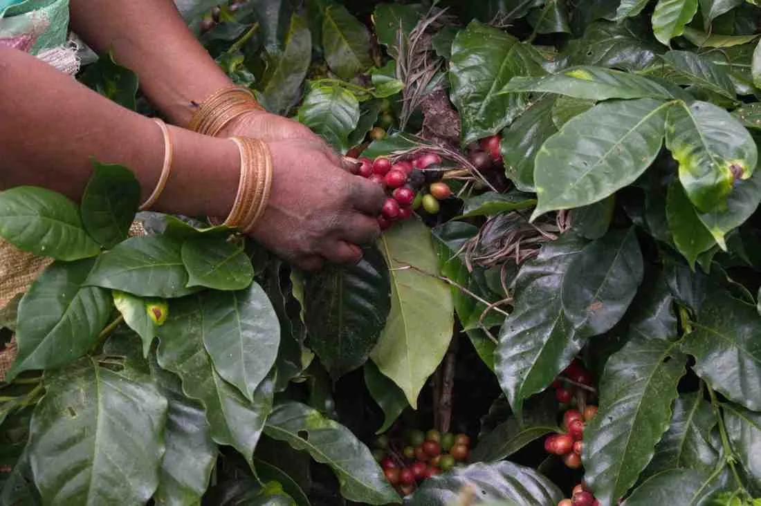 Moments From Our Farm — PKC Kudiraipanjan Estate