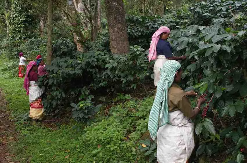 Moments From Our Farm — PKC Kudiraipanjan Estate