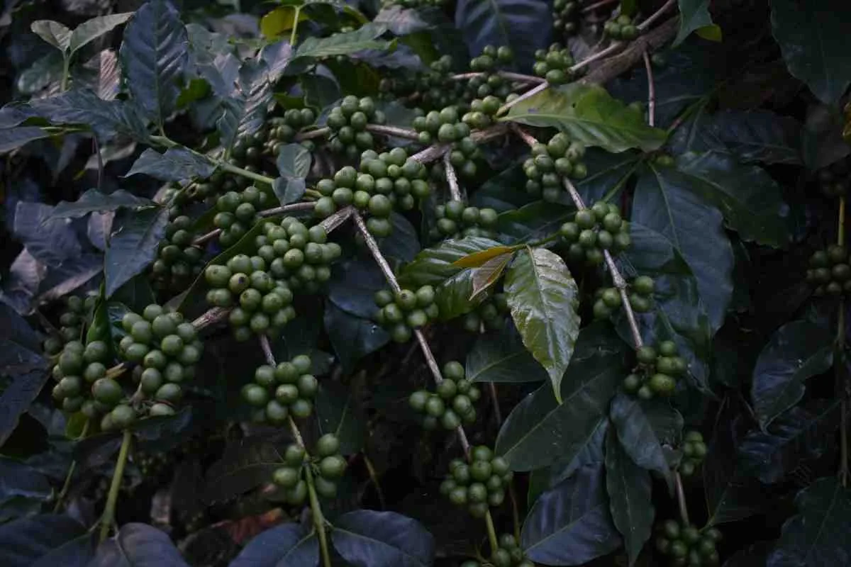 Moments From Our Farm — PKC Kudiraipanjan Estate
