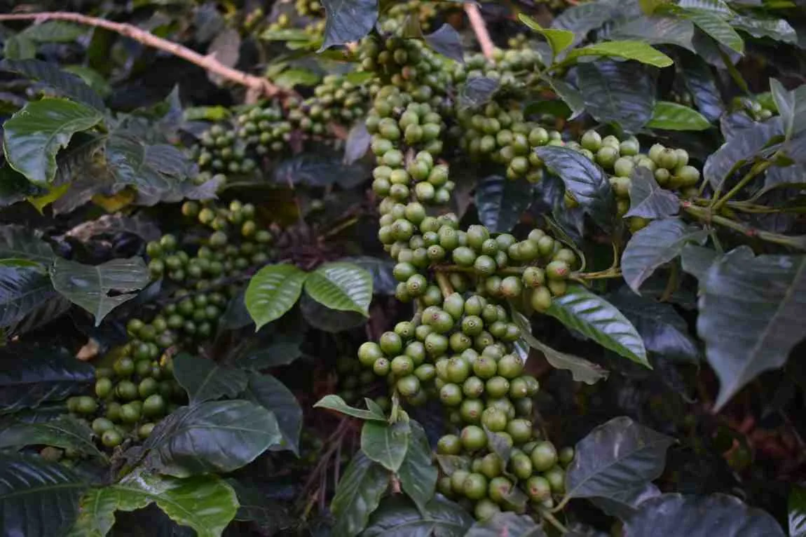 Moments From Our Farm — PKC Kudiraipanjan Estate