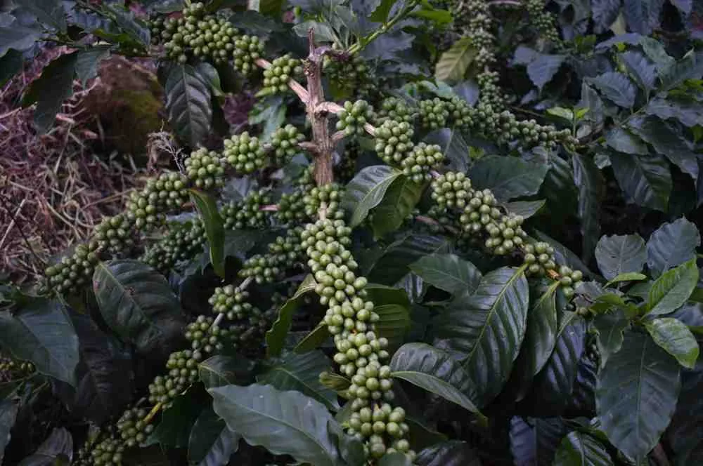Moments From Our Farm — PKC Kudiraipanjan Estate