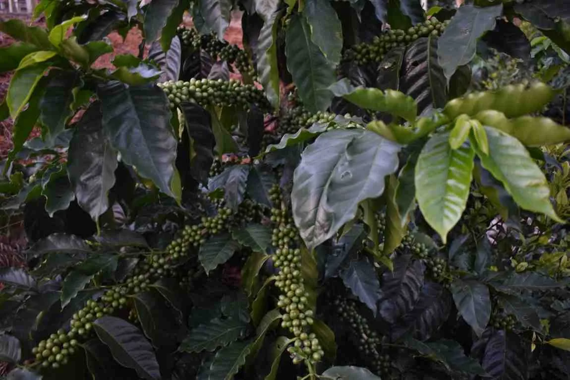 Moments From Our Farm — PKC Kudiraipanjan Estate