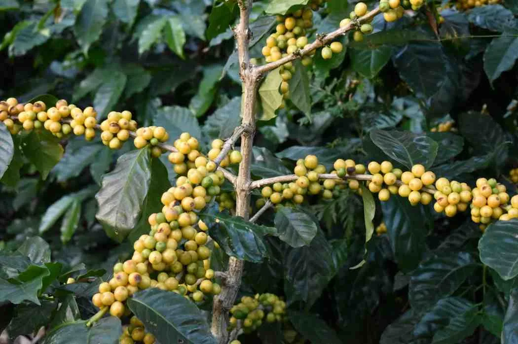 Moments From Our Farm — PKC Kudiraipanjan Estate