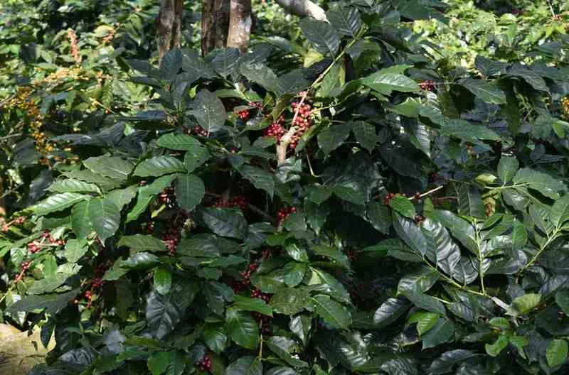 Moments From Our Farm — PKC Kudiraipanjan Estate