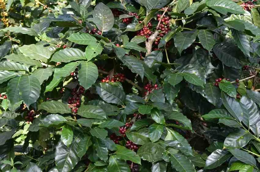 Moments From Our Farm — PKC Kudiraipanjan Estate