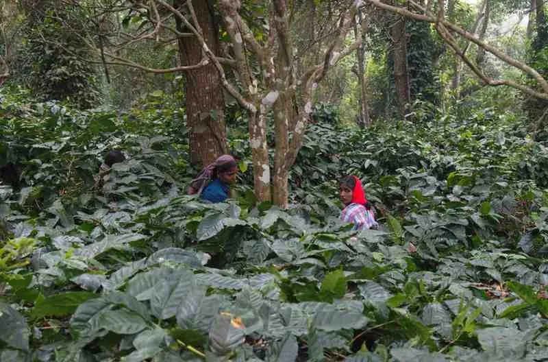 Moments From Our Farm — PKC Kudiraipanjan Estate