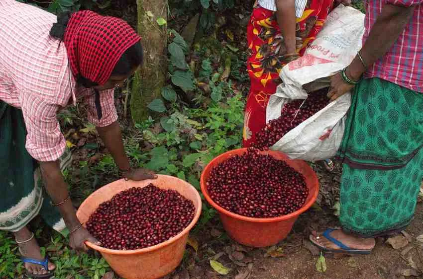 Moments From Our Farm — PKC Kudiraipanjan Estate