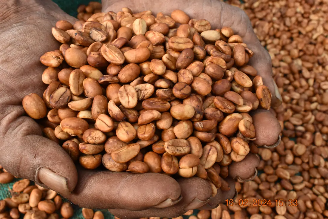 Coffee terms, defined. — PKC Coffee, Kudiraipanjan Estate