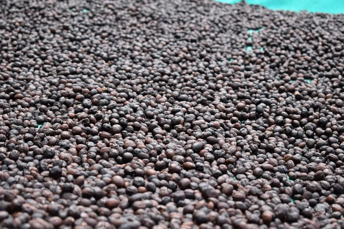 Terms of use. — PKC Coffee, Kudiraipanjan Estate
