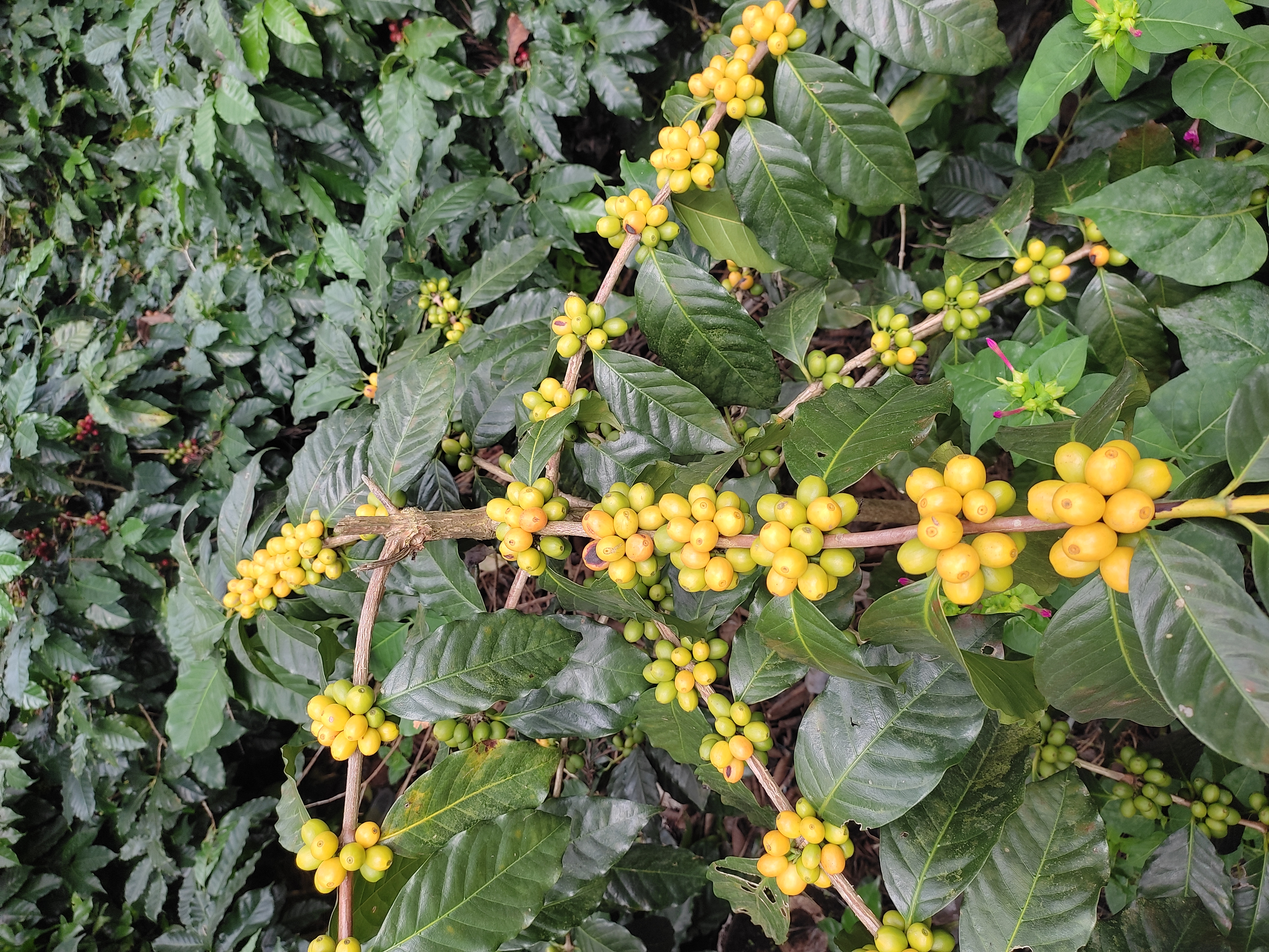 Yellow Bourbon