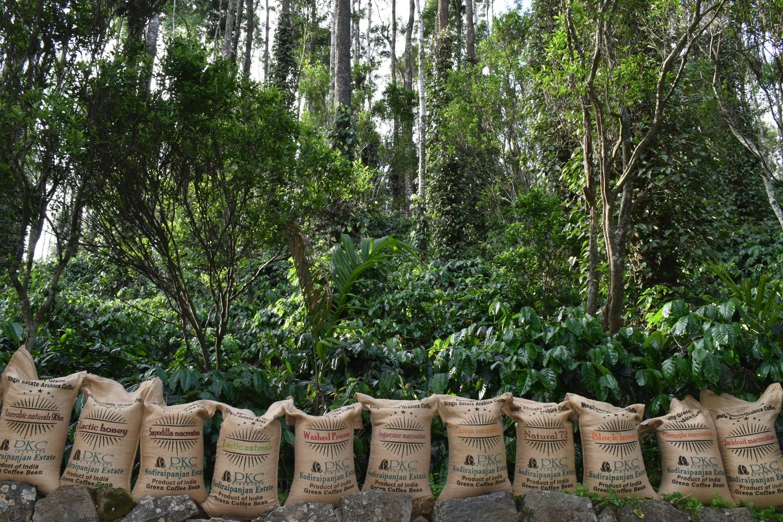 Lots & packing. — PKC Coffee, Kudiraipanjan Estate