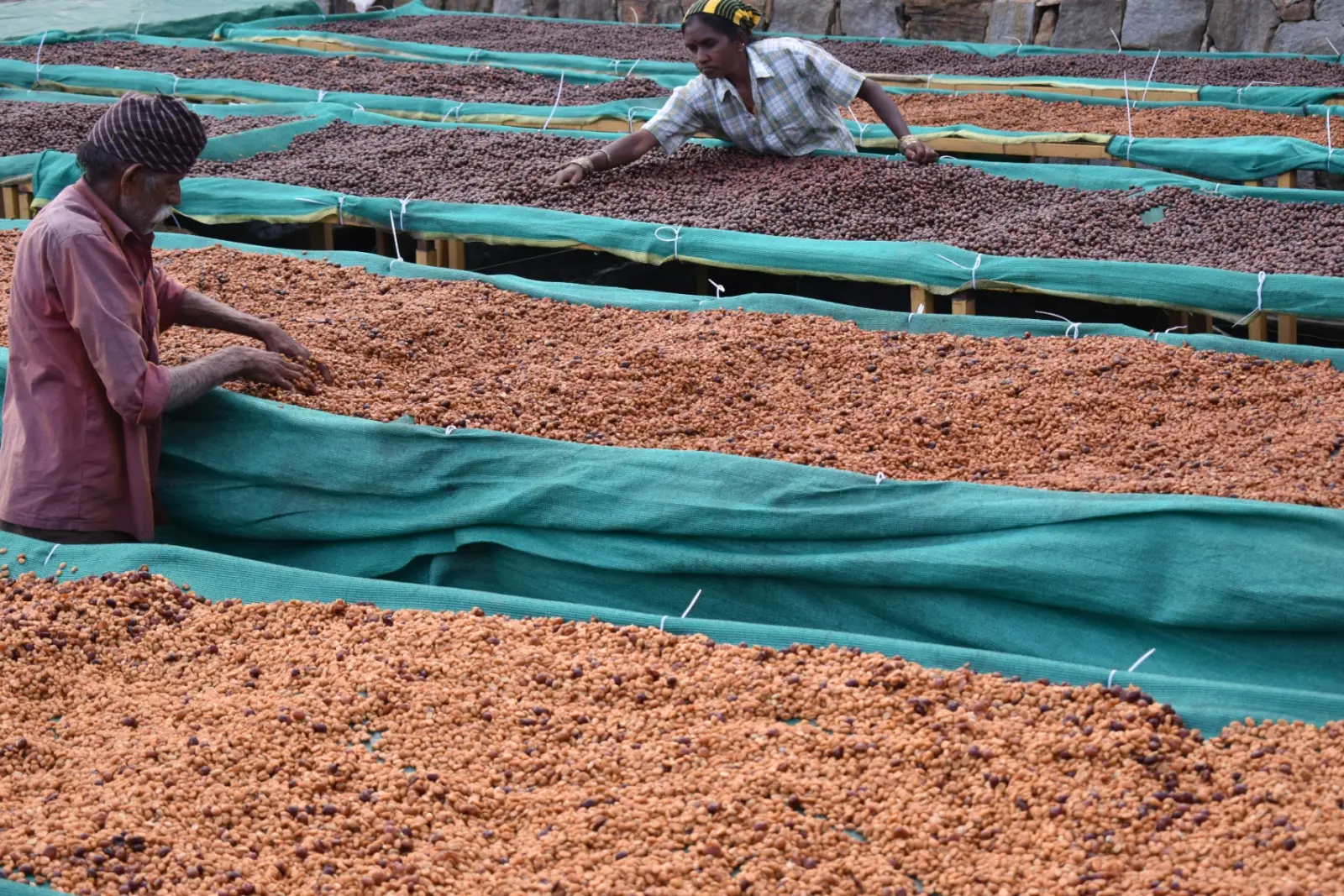 Coffee cherries drying on raised beds at PKC Kudiraipanjan Estate